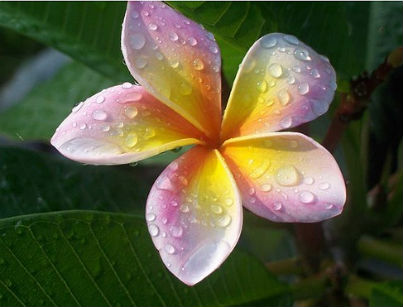 (image for) Imperial Crown Plumeria Seeds (6 Seeds) - Click Image to Close